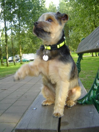 UN CHIEN